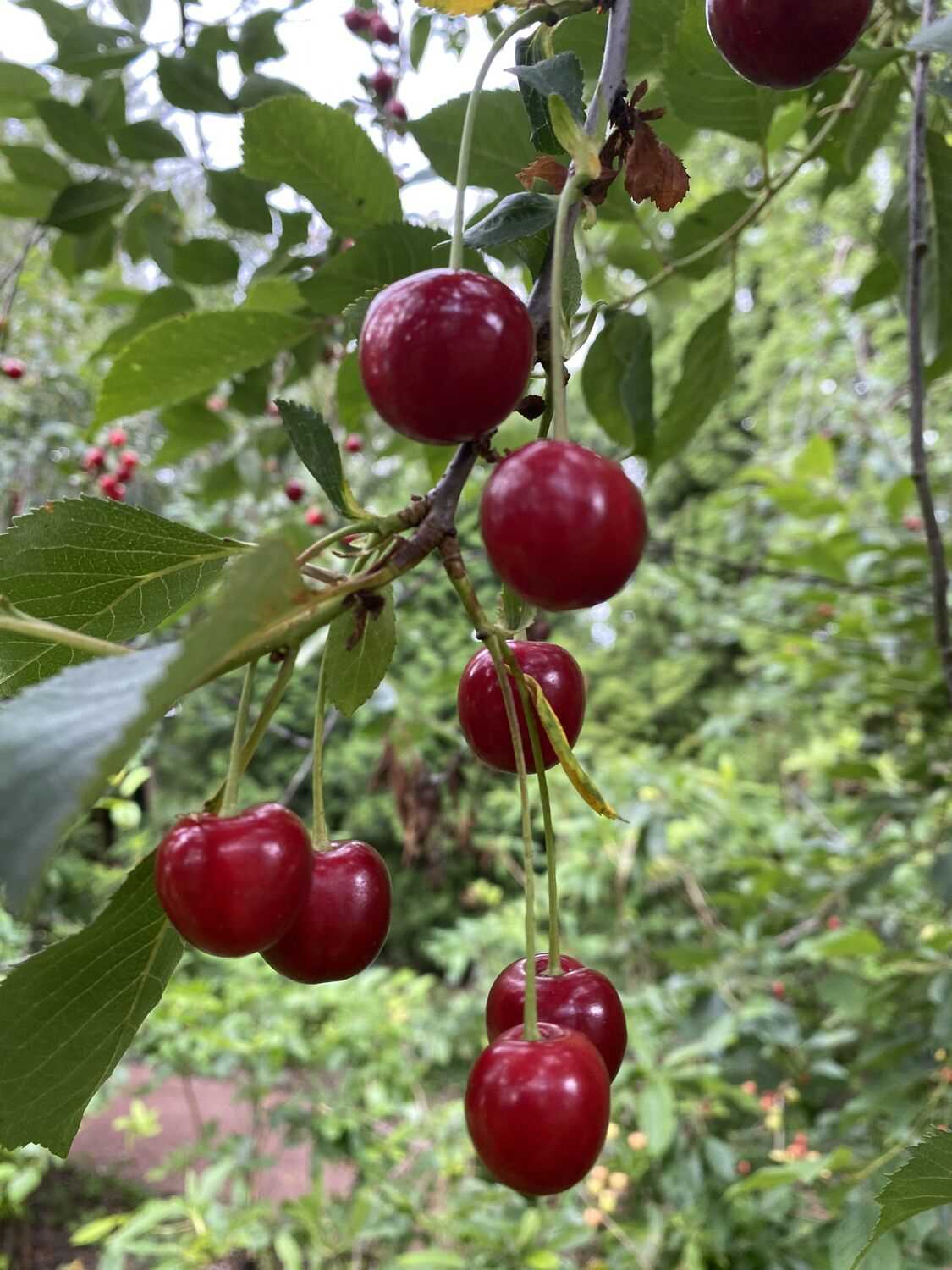 hugin prunus ilmankostutin käyttöohje hugin prunus ilmankostutin käyttöohje