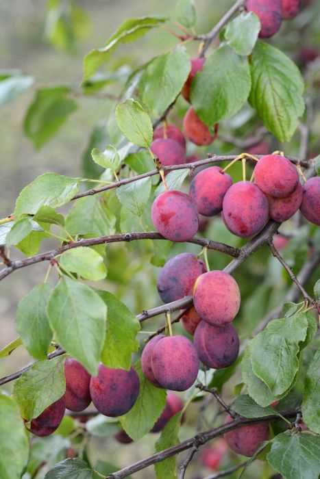 hugin prunus ilmankostutin käyttöohje hugin prunus ilmankostutin käyttöohje