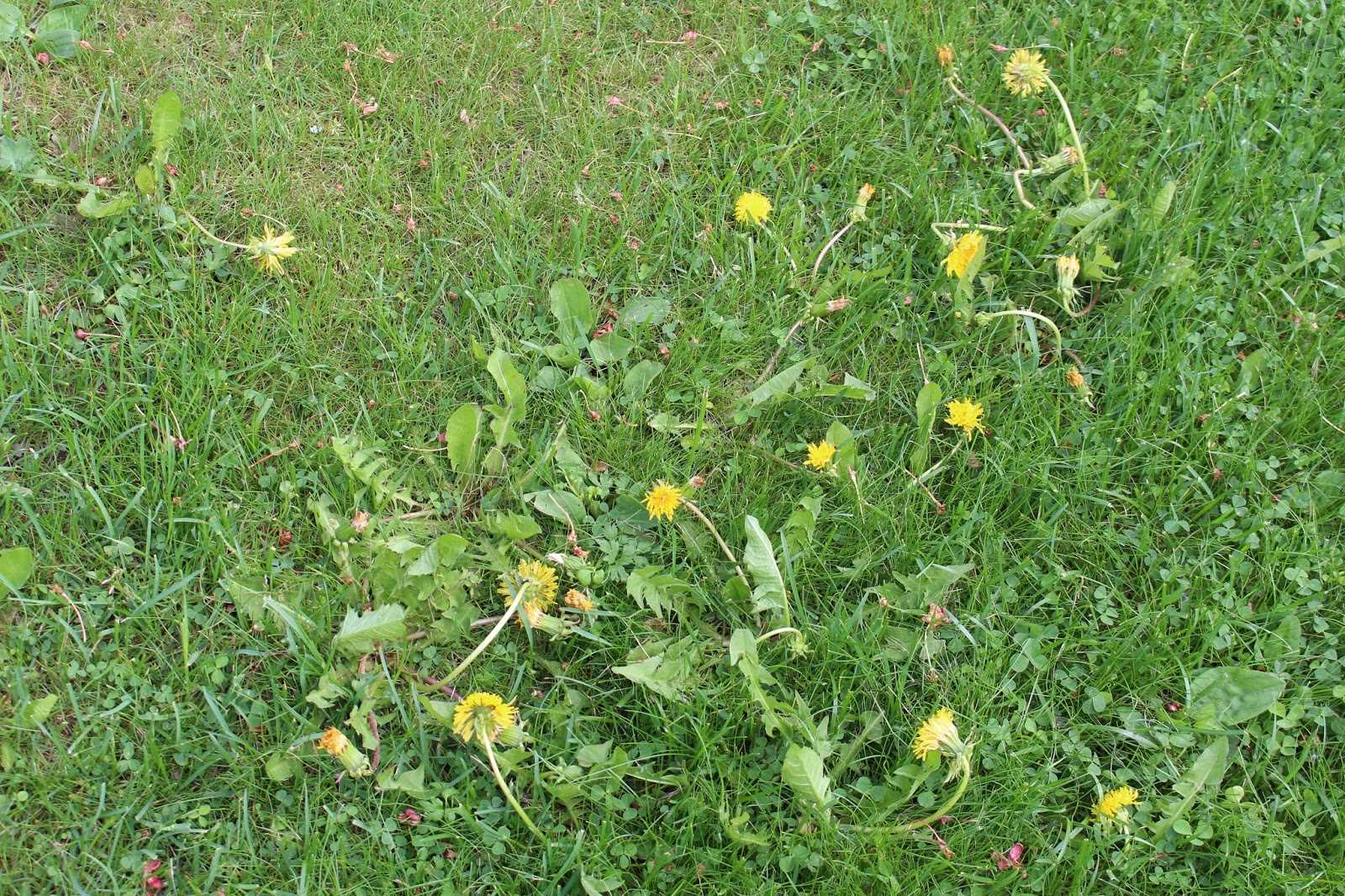 bayer garden trim voikukka h&auml;vite tiivisteen k&auml;ytt&ouml;ohje