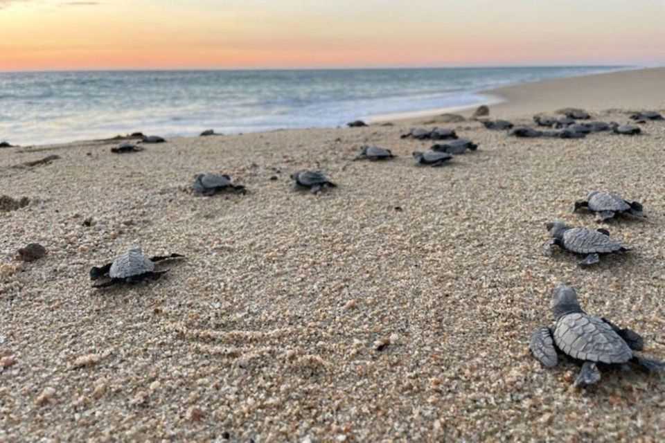 turtle beach k&auml;ytt&ouml;ohje suomi