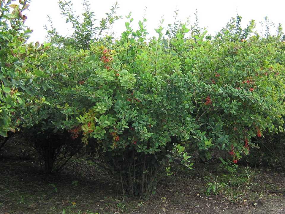 berberis vulgaris d12 käyttöohje berberis vulgaris d12 käyttöohje